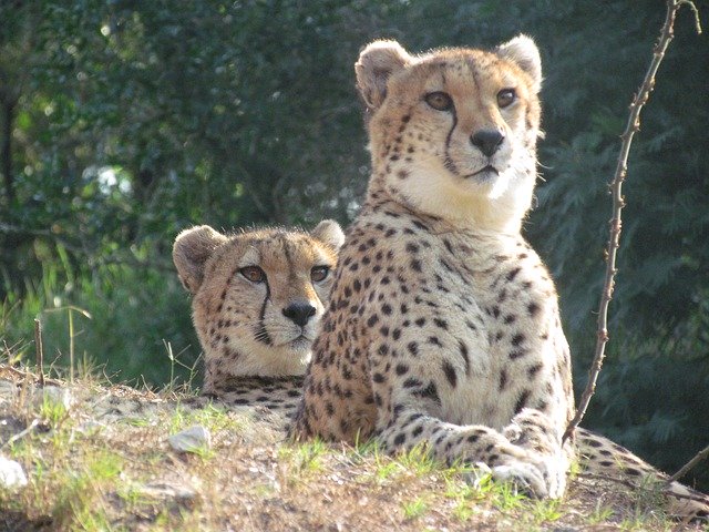 Free picture Cheetahs Wildlife Africa -  to be edited by GIMP free image editor by OffiDocs
