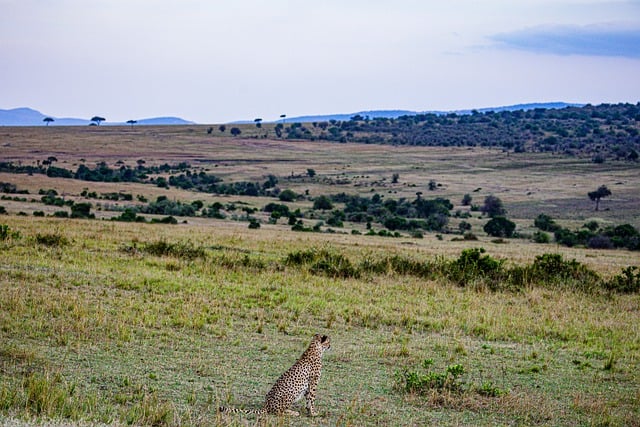 Free download cheetah wild animal wilderness bird free picture to be edited with GIMP free online image editor