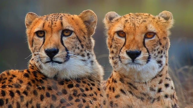 Free download cheetah wild cats big cats pair free picture to be edited with GIMP free online image editor
