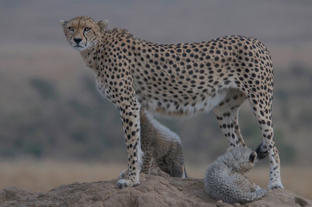 Free download cheetah wild nature africa free picture to be edited with GIMP free online image editor