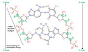 Free download Chemische Struktur der DNA free photo or picture to be edited with GIMP online image editor