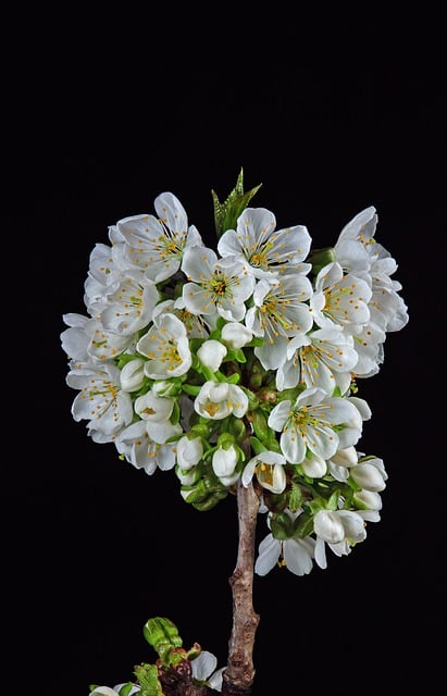 Free download cherries cherry blossoms free picture to be edited with GIMP free online image editor