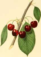 Free download Cherries Cherry Fruit Prunus (1848) free photo or picture to be edited with GIMP online image editor