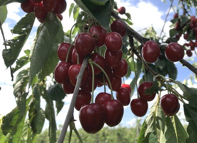 Free download Cherries Fruit Cherry -  free photo or picture to be edited with GIMP online image editor