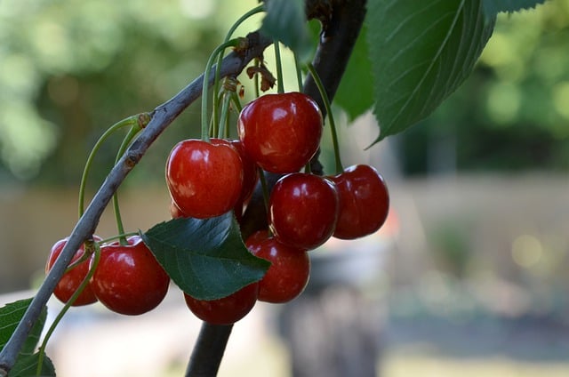 Free download cherries fruit food vitamins free picture to be edited with GIMP free online image editor