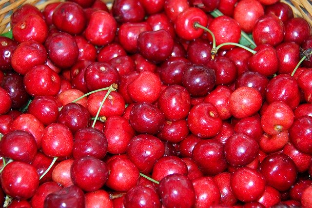 Free download Cherries Fruit Garden -  free photo or picture to be edited with GIMP online image editor