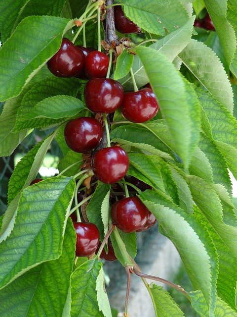 Free picture Cherries Fruit Ripe -  to be edited by GIMP free image editor by OffiDocs