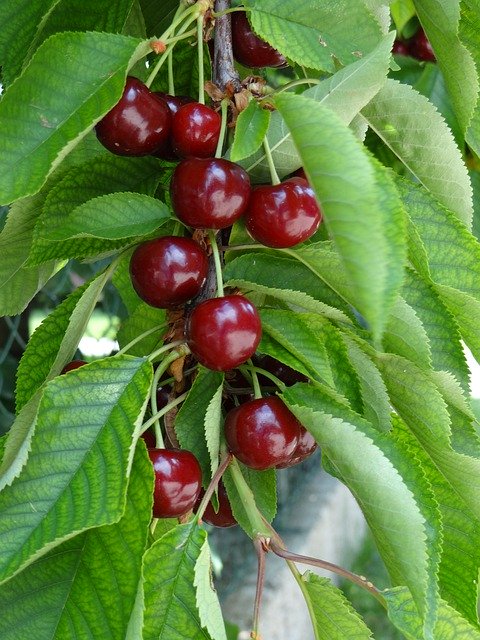 Free download Cherries Fruit Ripe -  free photo or picture to be edited with GIMP online image editor