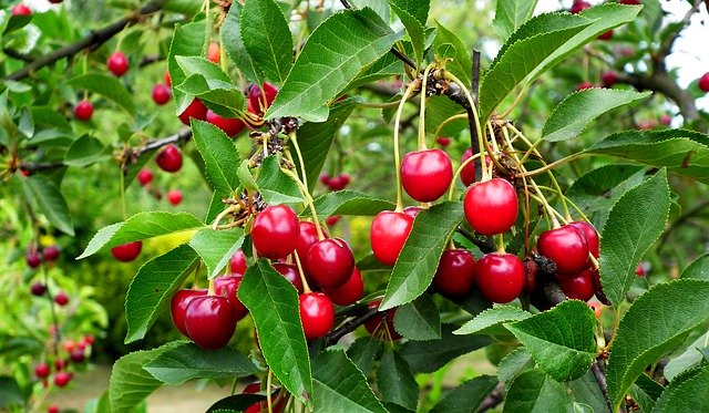تنزيل Cherries Fruit Tree مجانًا - صورة مجانية أو صورة يتم تحريرها باستخدام محرر الصور عبر الإنترنت GIMP