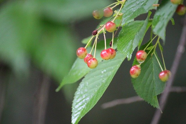 Download gratuito di Cherries Harvest Fruit: foto o immagine gratuita da modificare con l'editor di immagini online GIMP