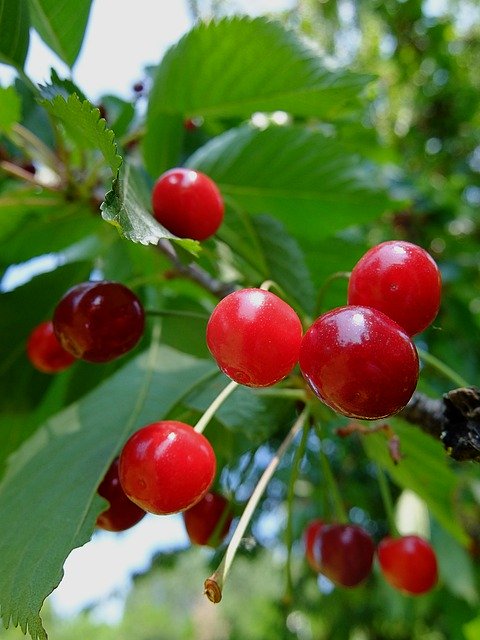 Free download Cherries Juicy Cool -  free photo or picture to be edited with GIMP online image editor