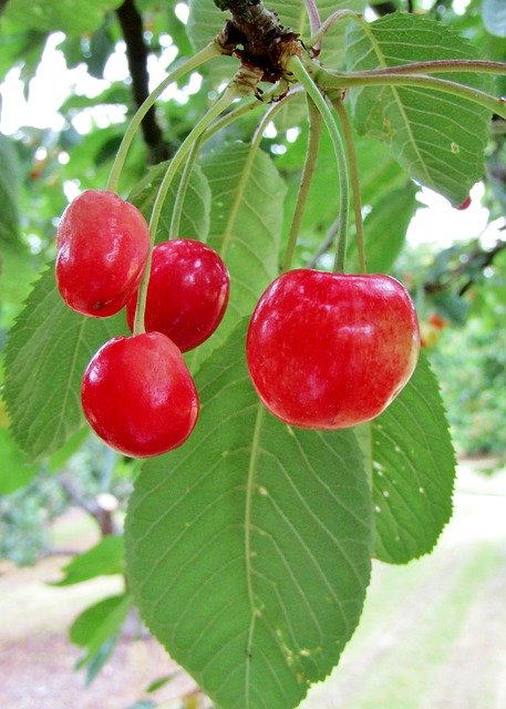 Free download Cherries Red Fruit -  free photo or picture to be edited with GIMP online image editor