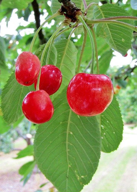 Muat turun percuma Buah Merah Ceri - foto atau gambar percuma untuk diedit dengan editor imej dalam talian GIMP