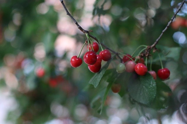 Téléchargement gratuit du modèle de photo gratuit Cherry Tree Summer à éditer avec l'éditeur d'images en ligne GIMP