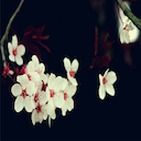 Cherry Blossom 2  screen for extension Chrome web store in OffiDocs Chromium