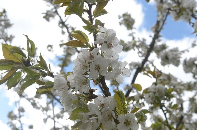 Descărcare gratuită Cherry Blossom Branch - fotografie sau imagini gratuite pentru a fi editate cu editorul de imagini online GIMP