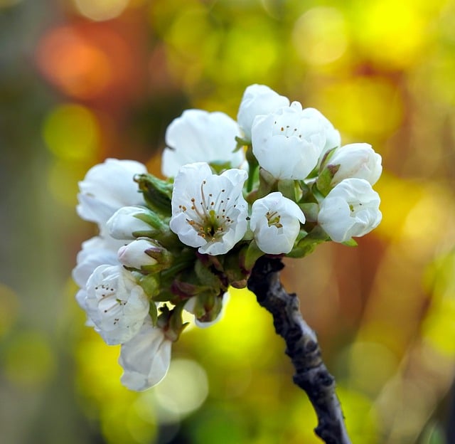 Free download cherry blossom cherry tree branch free picture to be edited with GIMP free online image editor