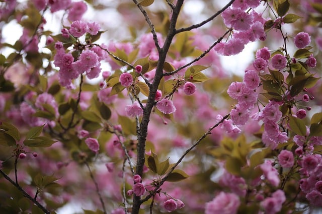 Free download cherry blossom double cherry blossom free picture to be edited with GIMP free online image editor