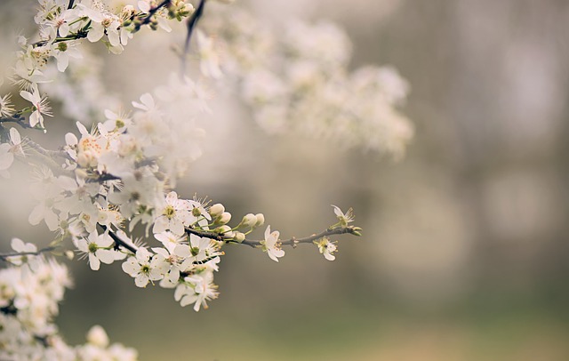 Free download cherry blossom flowering branch free picture to be edited with GIMP free online image editor
