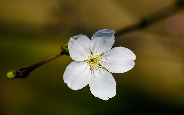 Free download cherry blossom flowers petal white free picture to be edited with GIMP free online image editor