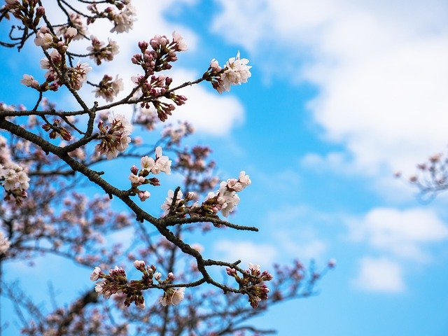 Téléchargement gratuit de Fleurs de Cerisier Roses - photo ou image gratuite à modifier avec l'éditeur d'images en ligne GIMP