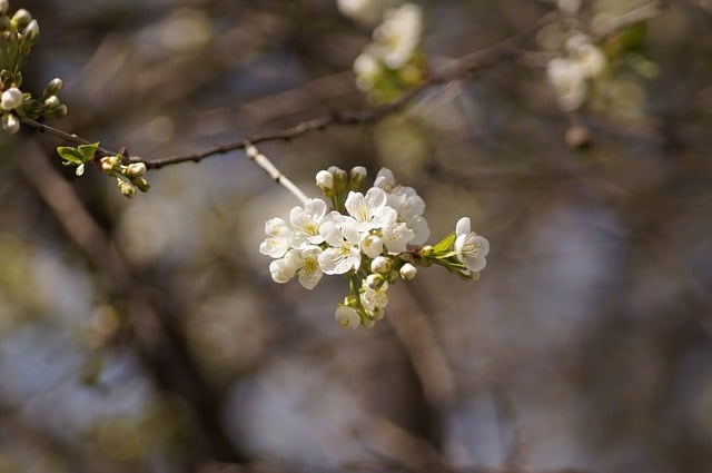 Free download cherry blossom flowers white flowers free picture to be edited with GIMP free online image editor