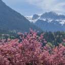Cherry blossom forest next to the mountain  screen for extension Chrome web store in OffiDocs Chromium