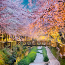 Cherry Blossom Forest on a Bridge and Pathway Theme  screen for extension Chrome web store in OffiDocs Chromium