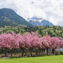 Cherry blossom garden  screen for extension Chrome web store in OffiDocs Chromium