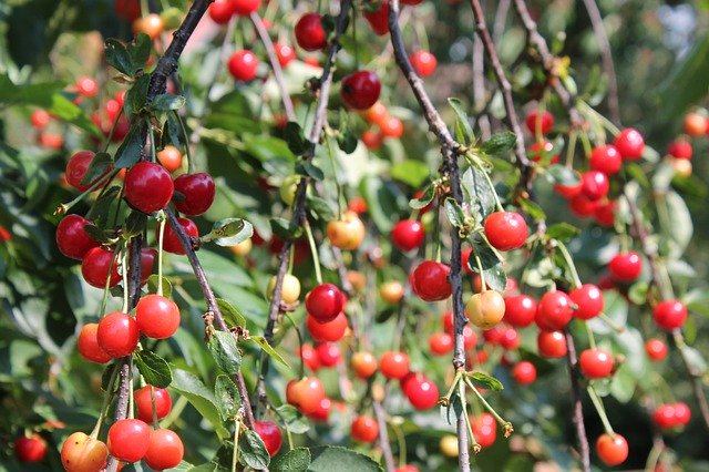 Free download Cherry Blossom Harvest Ripe -  free photo or picture to be edited with GIMP online image editor