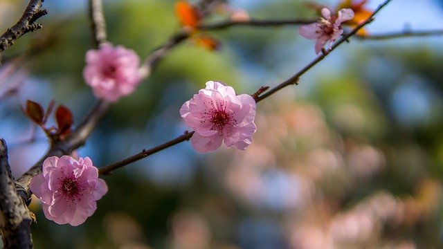הורדה חינם Cherry Blossom Japan Japanese - תמונה או תמונה בחינם לעריכה עם עורך התמונות המקוון GIMP