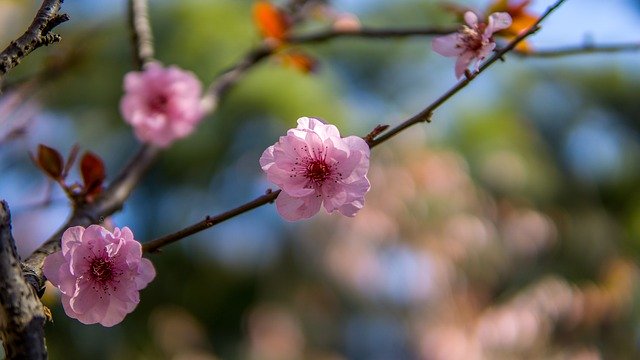 Free download Cherry Blossom Japan Japanese -  free photo or picture to be edited with GIMP online image editor