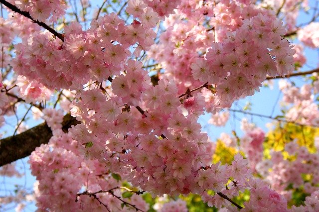 Free download Cherry Blossom Ornamental -  free photo or picture to be edited with GIMP online image editor