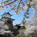 Cherry blossom pagoda  screen for extension Chrome web store in OffiDocs Chromium