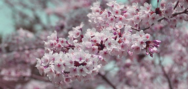 ดาวน์โหลดฟรี Cherry Blossom Pink - ภาพถ่ายหรือรูปภาพฟรีที่จะแก้ไขด้วยโปรแกรมแก้ไขรูปภาพออนไลน์ GIMP