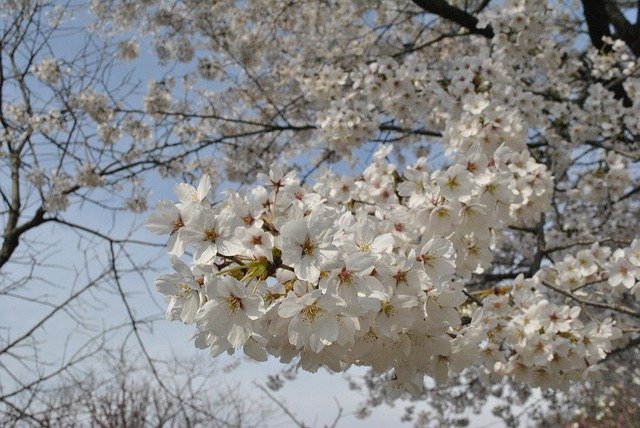 Free download Cherry Blossom Pink Sky -  free photo or picture to be edited with GIMP online image editor