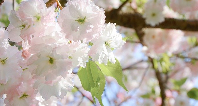 Unduh gratis Cherry Blossom Pink Spring - foto atau gambar gratis untuk diedit dengan editor gambar online GIMP