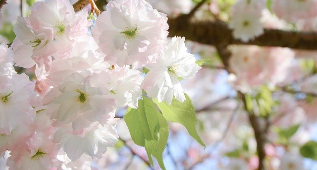 Free download Cherry Blossom Pink Spring -  free photo or picture to be edited with GIMP online image editor