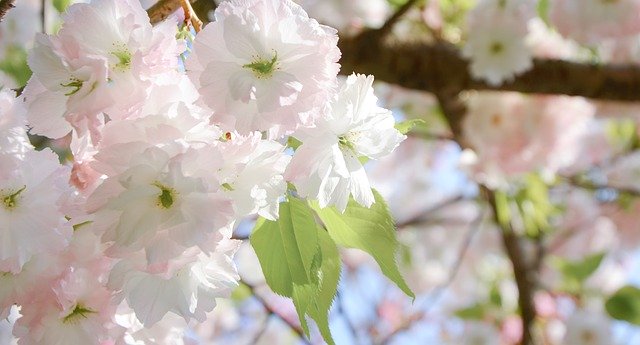 Скачать бесплатно Cherry Blossom Pink Spring - бесплатное фото или изображение для редактирования с помощью онлайн-редактора изображений GIMP