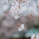 Cherry Blossoms  screen for extension Chrome web store in OffiDocs Chromium