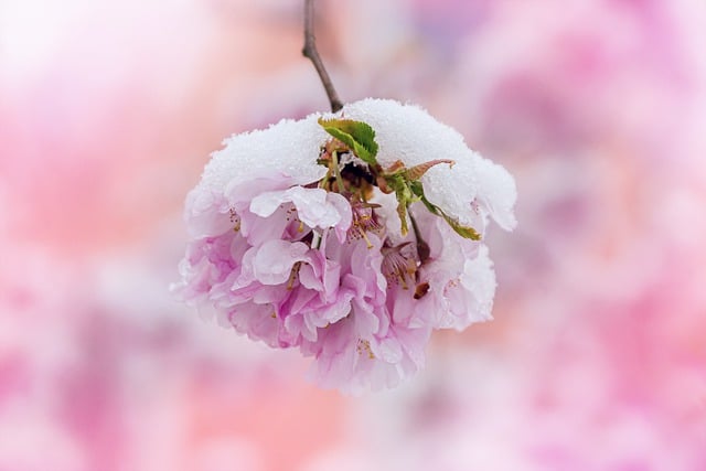 Free graphic cherry blossom sakura snow to be edited by GIMP free image editor by OffiDocs
