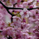 Cherry Blossoms and Raindrops  screen for extension Chrome web store in OffiDocs Chromium