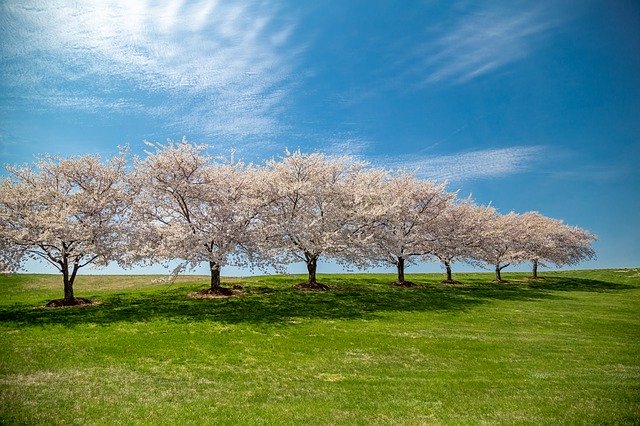 Free download Cherry Blossoms Background Spring -  free photo or picture to be edited with GIMP online image editor