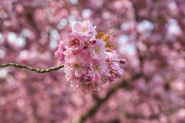 Free download cherry blossoms blossoms flora free picture to be edited with GIMP free online image editor