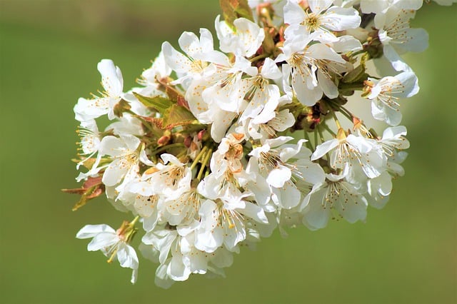Free download cherry blossoms cherry cherry tree free picture to be edited with GIMP free online image editor