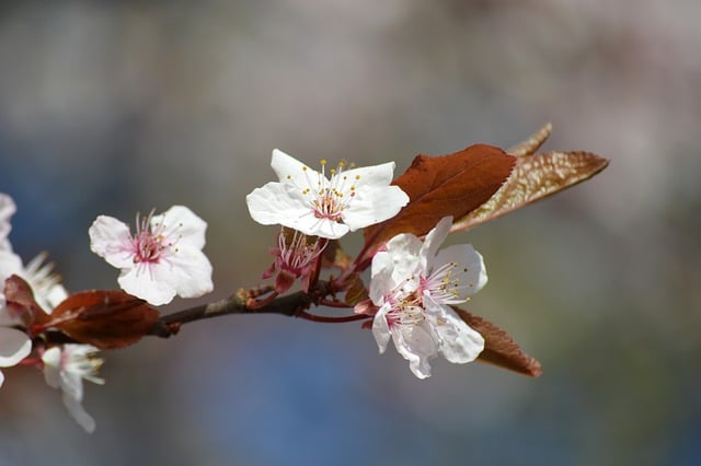 Free download cherry blossoms cherry tree sakura free picture to be edited with GIMP free online image editor
