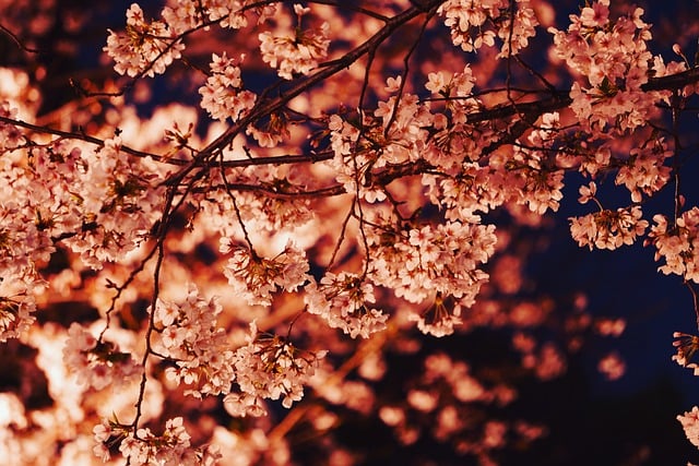 Free download cherry blossoms flowers branches free picture to be edited with GIMP free online image editor