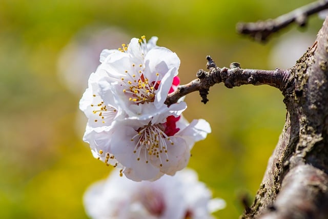 Free download cherry blossoms flowers fruit tree free picture to be edited with GIMP free online image editor