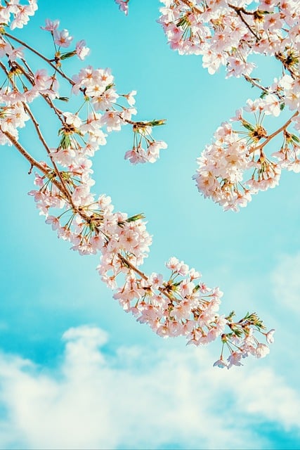 Free download cherry blossoms flowers sakura free picture to be edited with GIMP free online image editor