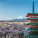 cherry blossoms in full bloom at a Japanese temple  screen for extension Chrome web store in OffiDocs Chromium